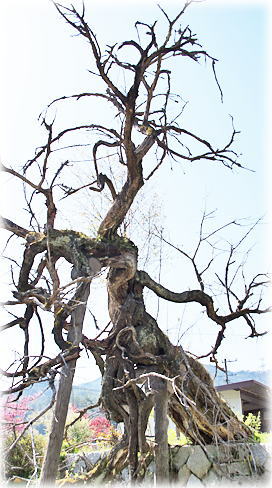 画像：鍬不取の老桑樹