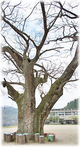 画像:陽成小学校のセンダン 画像:陽成小学校のセンダン