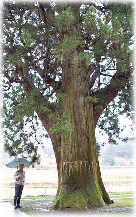 画像:湯坪大山積神社のスギ(幹と並ぶ) 画像:湯坪大山積神社のスギ(幹と並ぶ)