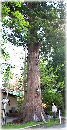 画像:新処八幡神社のスギ(幹と並ぶ)