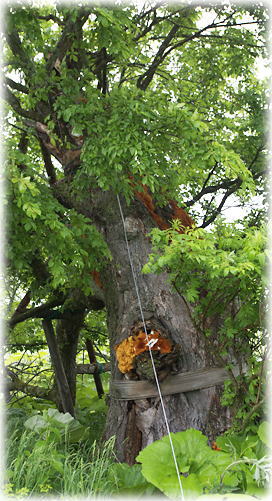 画像:チャチャニレ 画像:チャチャニレ