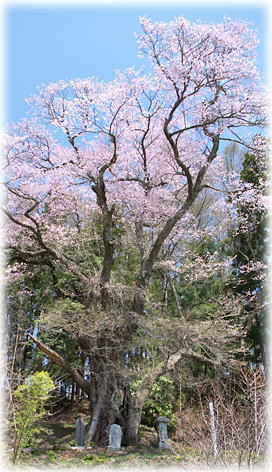 画像:大黒天の大ザクラ 画像:大黒天の大ザクラ