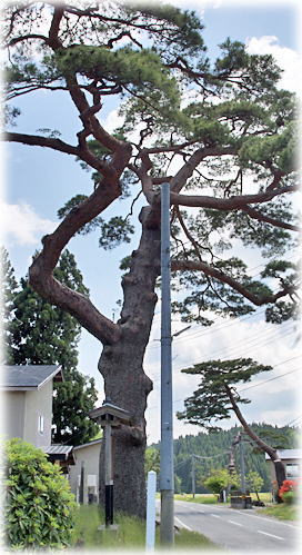 画像:街道の松 画像:街道の松