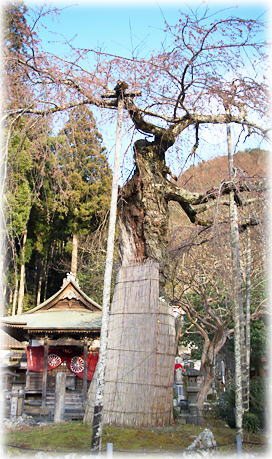 画像:延寿院の枝垂れ桜 画像:延寿院の枝垂れ桜