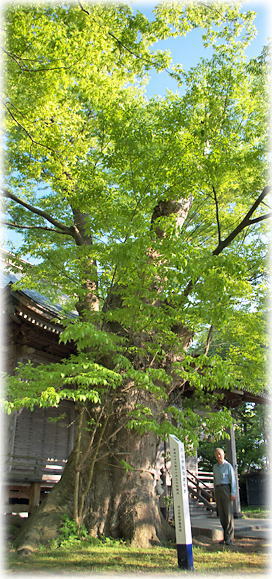 画像:月山神社のけやき(幹と並ぶ)