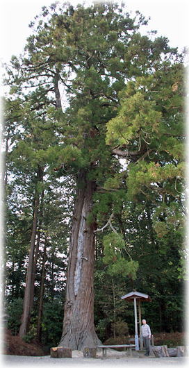 �摜�F��X��_�Ђ̃X�M�i���ƕ��ԁj