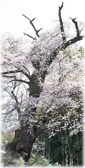 �摜�F���΂̂�����