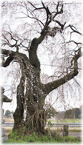 �摜�F�k���Ɩ�t���̍�