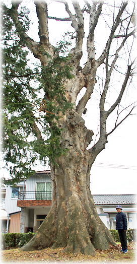 画像:若宮八幡神社のケヤキ(幹と並ぶ)