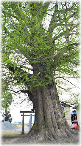 画像:上野村のイチョウ 画像:上野村のイチョウ