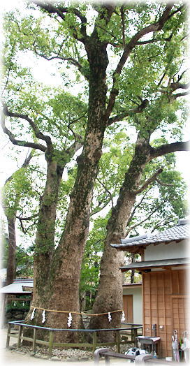 画像:河辺七種神社のクスノキ 画像:河辺七種神社のクスノキ