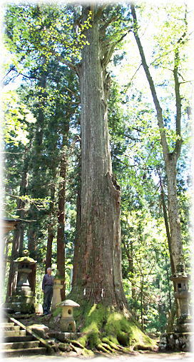 画像:金峰神社のスギ(幹と並ぶ)