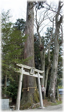 画像:霧生鹿嶋神社のスギ(幹と並ぶ)