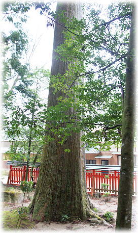 画像:北畠神社のスギA 画像:北畠神社のスギA