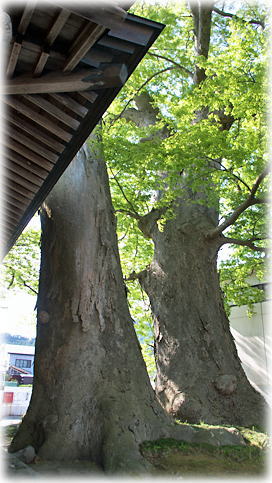 画像:高性寺の夫婦ケヤキ 画像:高性寺の夫婦ケヤキ