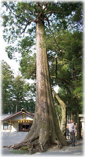 画像:頭之宮四方神社のスギ(幹と並ぶ)