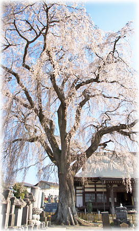 画像:光明寺のシダレ桜 画像:光明寺のシダレ桜