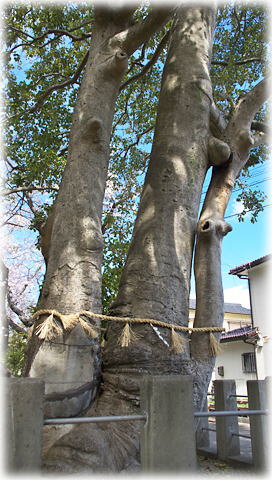 画像:橋北八幡神社のクロガネモチ 画像:橋北八幡神社のクロガネモチ