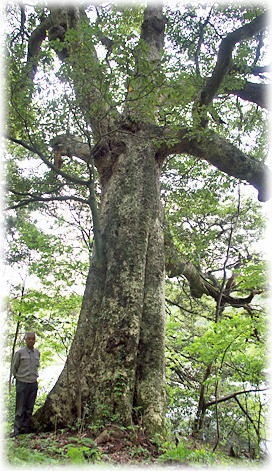 画像:前川のタブノキ(幹と並ぶ)
