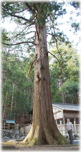 画像:三瀬谷神社のスギ(幹と並ぶ)