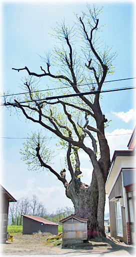 画像:元城のケンポナシ 画像:元城のケンポナシ