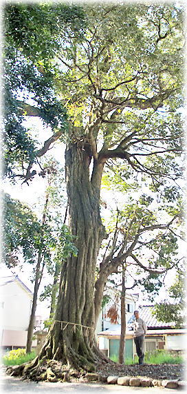画像:中原神社のスダジイ(幹と並ぶ)