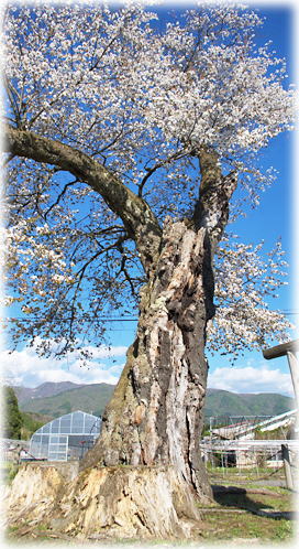 画像:白山桜 画像:白山桜