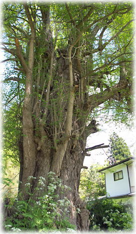 画像:中山神社の大イチョウ 画像:中山神社の大イチョウ