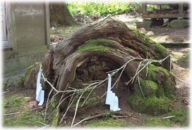 画像:藍婆神社の大杉(地表に顔を出した根) 画像:藍婆神社の大杉(地表に顔を出した根)