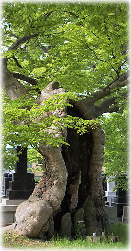 画像:倫勝寺のケヤキ 画像:倫勝寺のケヤキ