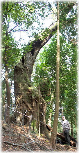 �摜�F����_�Ђ̃A�J�K�V�i���ƕ��ԁj