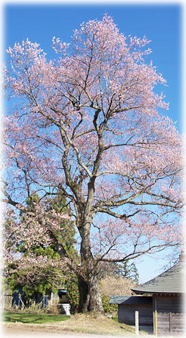 画像:桜地蔵のエドヒガン 画像:桜地蔵のエドヒガン