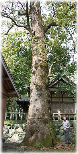 画像:嶋勝神社のクスノキ(幹と並ぶ)
