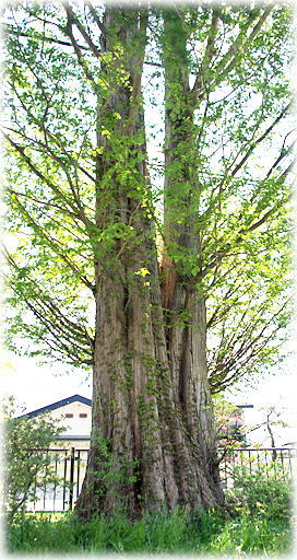 画像:下鶯野のメタセコイア 画像:下鶯野のメタセコイア