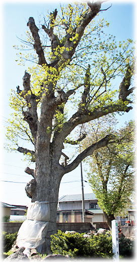 画像:下吉田のナラ 画像:下吉田のナラ