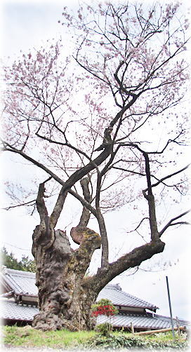 画像:春谷寺のエドヒガン桜 画像:春谷寺のエドヒガン桜