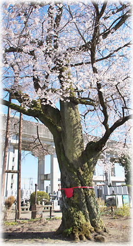 画像:宗源寺のエドヒガン 画像:宗源寺のエドヒガン