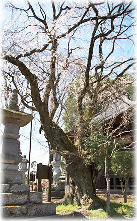 画像:崇真寺のシダレザクラ 画像:崇真寺のシダレザクラ