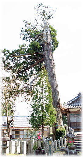 画像:玉瀧神社のスギ 画像:玉瀧神社のスギ