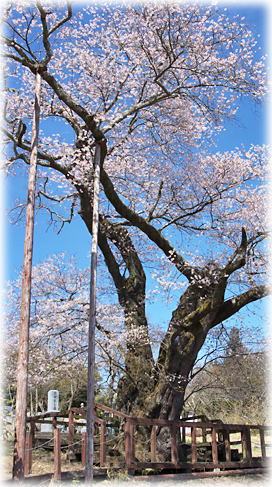 画像:寺子のエドヒガン 画像:寺子のエドヒガン