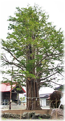 画像:豊栄神社のイチイ 画像:豊栄神社のイチイ