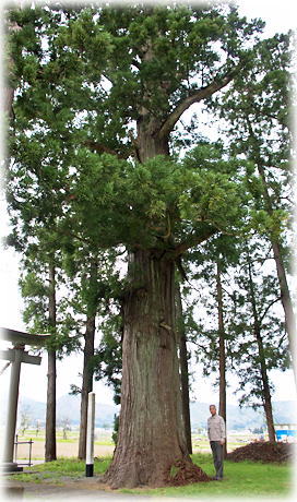 画像:上野八幡神社のスギ(幹と並ぶ)