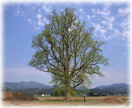 画像:柳田のユリノキ(全景) 画像:柳田のユリノキ(全景)