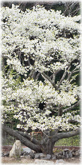 画像:岩戸桜 画像:岩戸桜