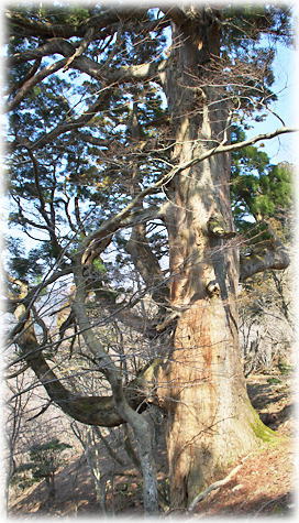 画像:野登寺の大杉_2 画像:野登寺の大杉_2