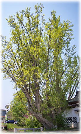 画像:善法寺の銀杏_1 画像:善法寺の銀杏_1