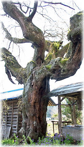 画像:相川のシダレザクラ 画像:相川のシダレザクラ