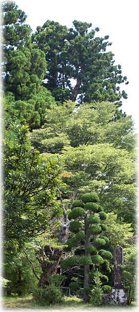 画像:常福寺の龍燈杉 画像:常福寺の龍燈杉