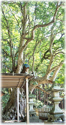 画像:赤崎・八幡神社のカゴノキ 画像:赤崎・八幡神社のカゴノキ