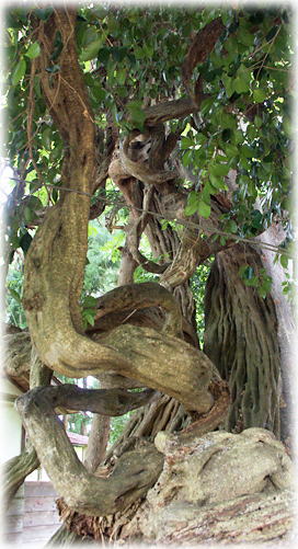 画像:大善寺のフジ 画像:大善寺のフジ